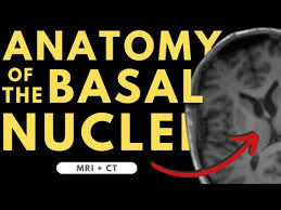 Radiology Tutorials Image